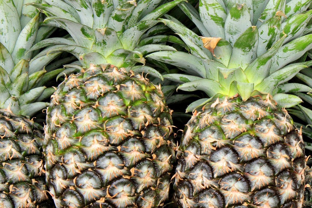 Ilustrasi nanas, buah nanas.