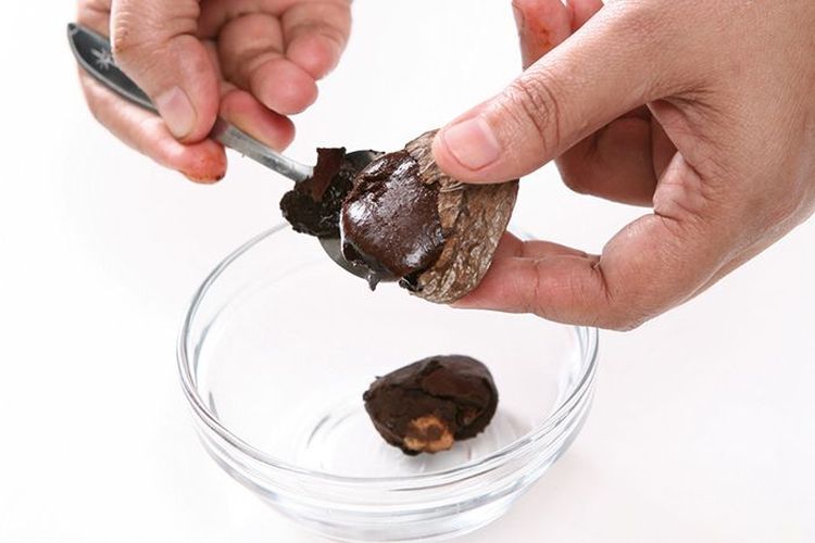 Ilustrasi kluwek atau keluak yang bahan bakunya mengandung sianida. 