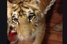 Pelihara 3 Harimau di Belakang Rumah, Wanita Ini Ditangkap Polisi