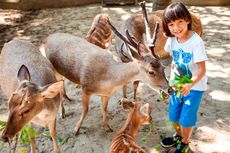 Jam Buka dan Harga Tiket Bali Zoo, Bisa Mampir Saat Libur Sekolah