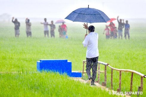 Cerita Verderika, Rela Ponselnya Basah demi Rekam Jokowi Berjalan di Sawah Saat Hujan