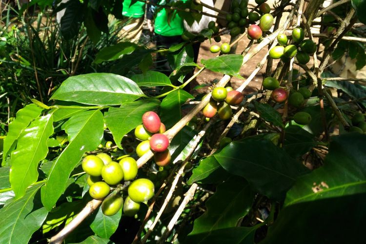 Kabupaten Bondowoso menghasilkan kopi Arabica Java Ijen Raung yang telah menembus pasar ekspor Eropa.