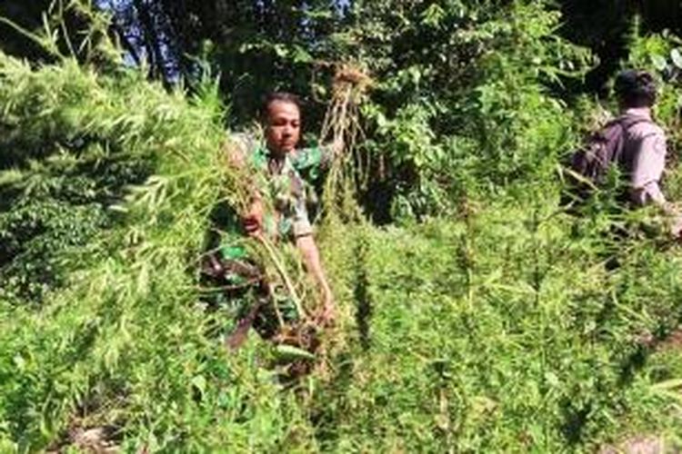 Komando Distrik Militer (Kodim 0116) Kabupaten Nagan Raya, Kembali menemukan ladang ganja seluas dua hektar lebih, di kawasan Pegunungan Desa Babah Suak, Betong Benggalang.