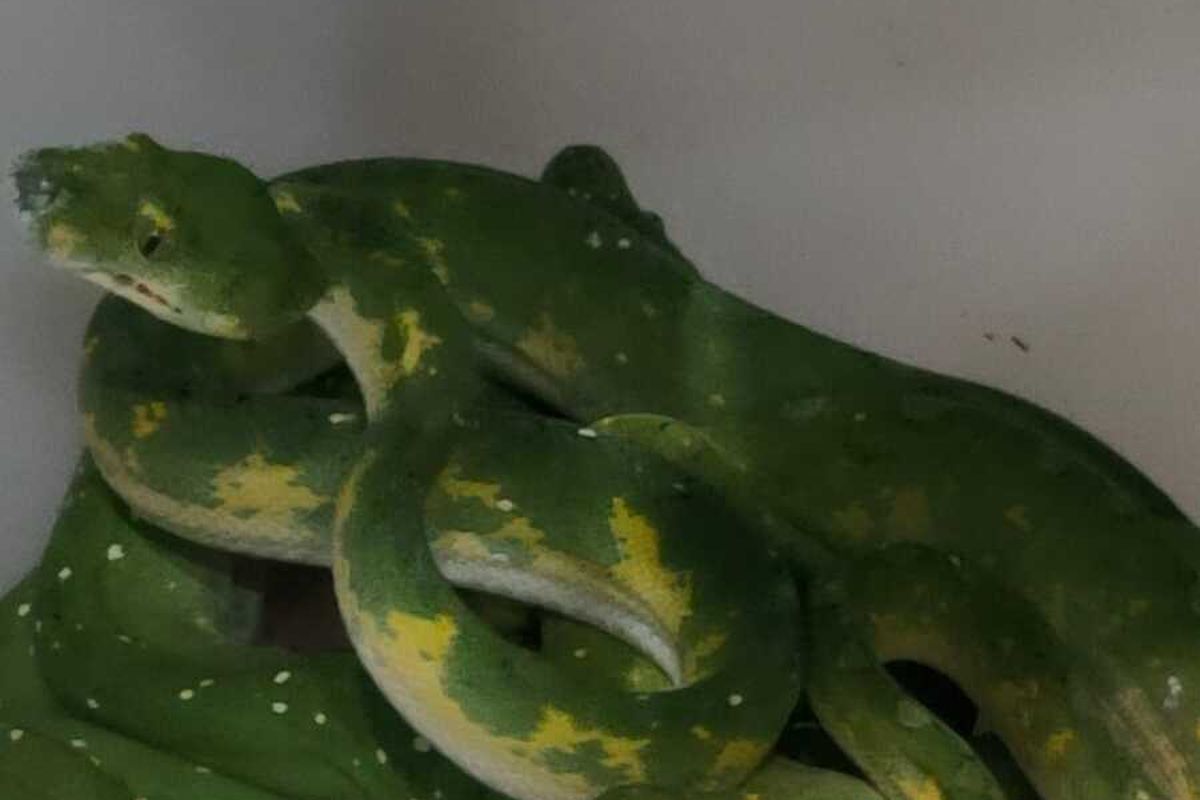 Tiga ular sanca hijau (Morelia virdis) ini ditemukan bersama 2 individu kura-kura kaki gajah (Emys) atau baning coklat (Manouria emys), dan 1 ekor buaya sinyulong (Tomistoma schelegelli),