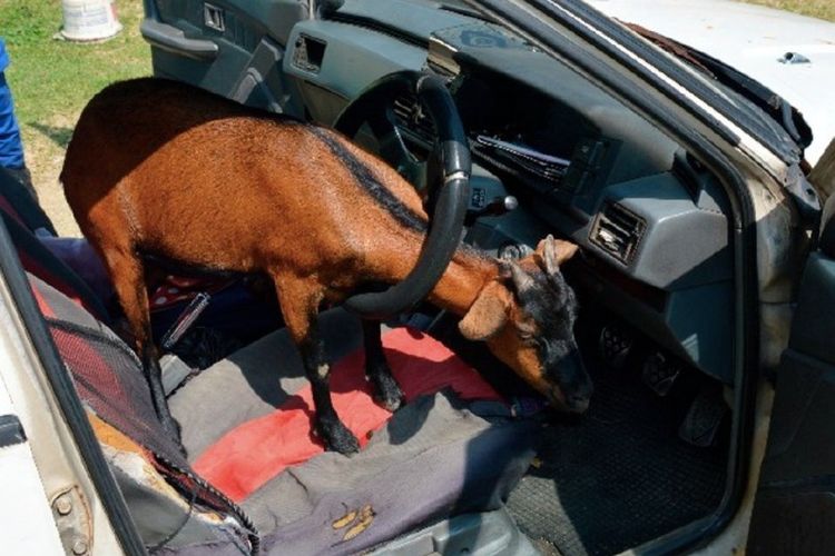 Kambing di Malaysia terjebak di kemudi mobil saat hendak menanduk sang pemilik mobil. (The Straits Times)