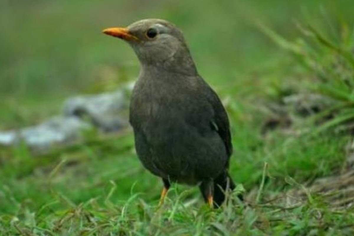 Burung Anis Gunung-Tribunjogja