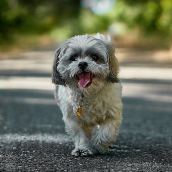 Ilustrasi anjing Shih tzu