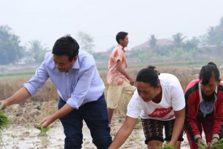 Calon gubernur Sumatera Utara Djarot Saiful Hidayat menanam padi bersama warga Dusun 10, Desa Serdang, Kecamatan Beringin, Deliserdang, Rabu(13/6/2018).