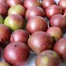 Mengenal Buah Camu Camu dan Khasiatnya bagi Kesehatan