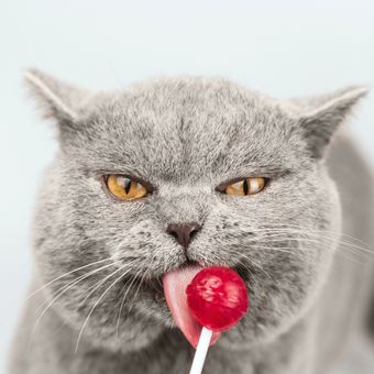 Kucing sedang makan permen