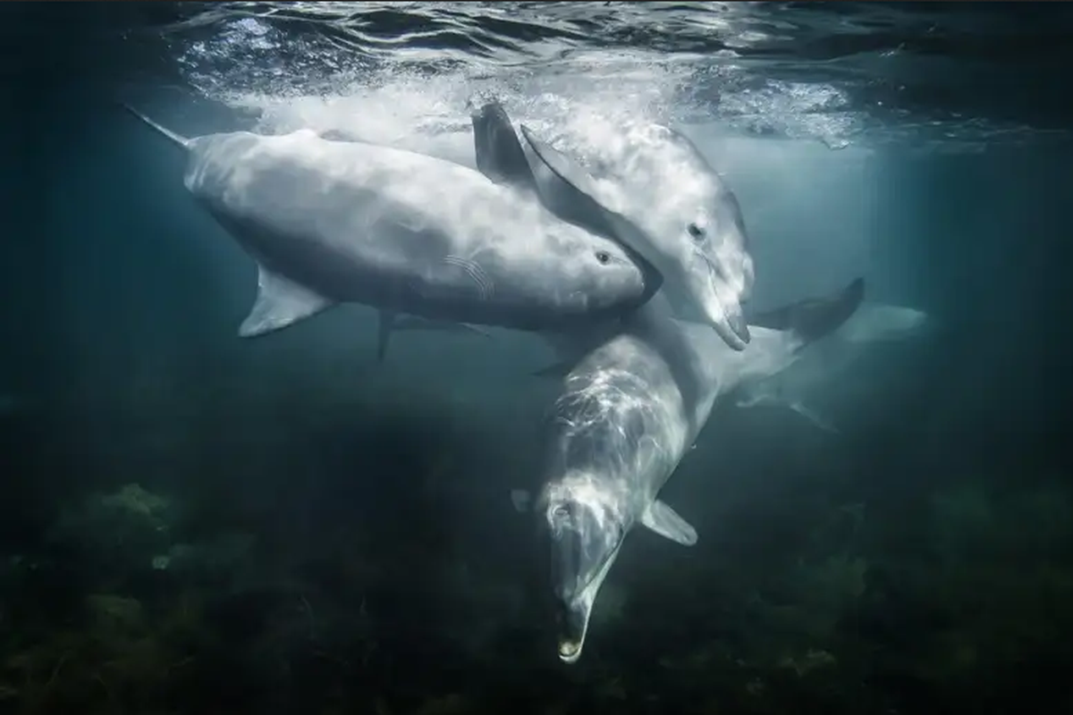 Lumba-lumba hidung botol. Lumba-lumba mengubah volume suara untuk berkomunikasi.