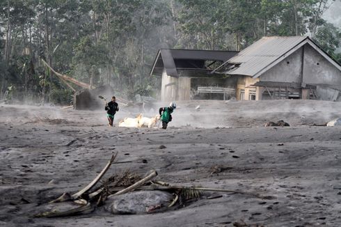 Jumlah Pengungsi Awan Panas Semeru Bertambah Jadi 781 Jiwa