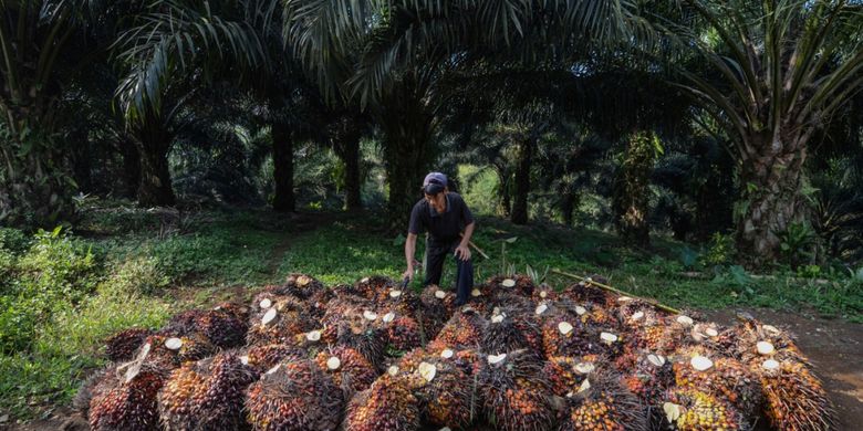 Keanekaragaman Hayati Dan Eksistensi Kelapa Sawit Di Indonesia Halaman All Kompas Com