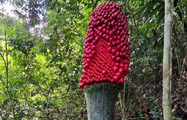 Carrion Flower in Indonesia's West Sumatra Province Bears Fruit