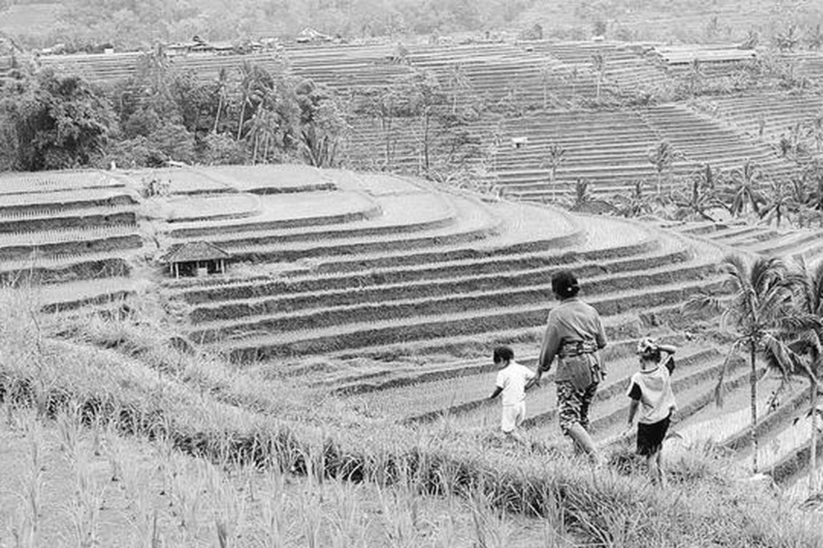 Kabupaten Tabanan merupakan daerah lumbung padi di Pulau Bali. Petani sepakat mengupayakan mempertahankan luas lahan sawah dari alih fungsi. Saat ini luas sawah tercatat sekitar 22.000 hektar. Tahun ini produksi padi surplus sekitar 45.000 ton. Ini merupakan pesona Jatiluwih, sawah di Kabupaten Tabanan, yang juga menjadi warisan budaya dunia.