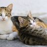 5 Fakta Menarik Kucing Aegea yang Berasal dari Kepulauan Yunani