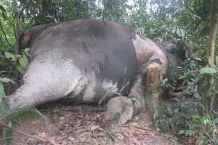 Gajah ditemukan mati oleh Tim Ekspedisi Taman Nasional Tesso Nilo (TNTN). Foto ini dipublikasikan pada Kamis (3/3/2016). 