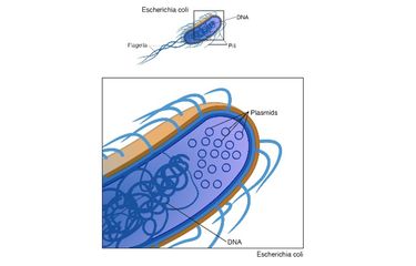 Plasmid dalam sel bakteri