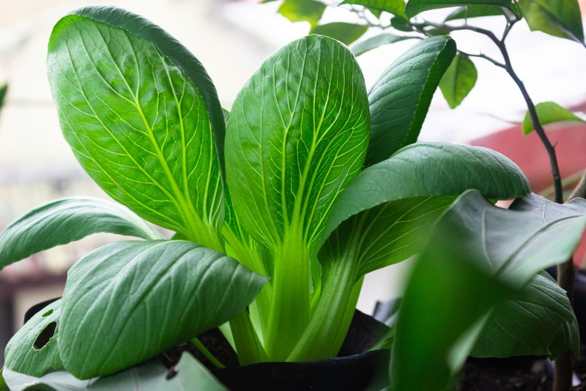 Ilustrasi pak choy, menanam pak choy di pot. 