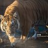 Setelah Panggang Daging Harimau di Hutan, 4 Pria Ini Akhirnya Menyerahkan Diri