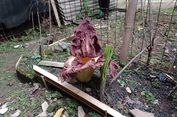 Warga Cipinang Kaget Bunga Bangkai Tumbuh di Halaman Rumahnya