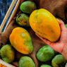 Beli Mangga tapi Masih Mentah, Ini 4 Cara Membuatnya Matang