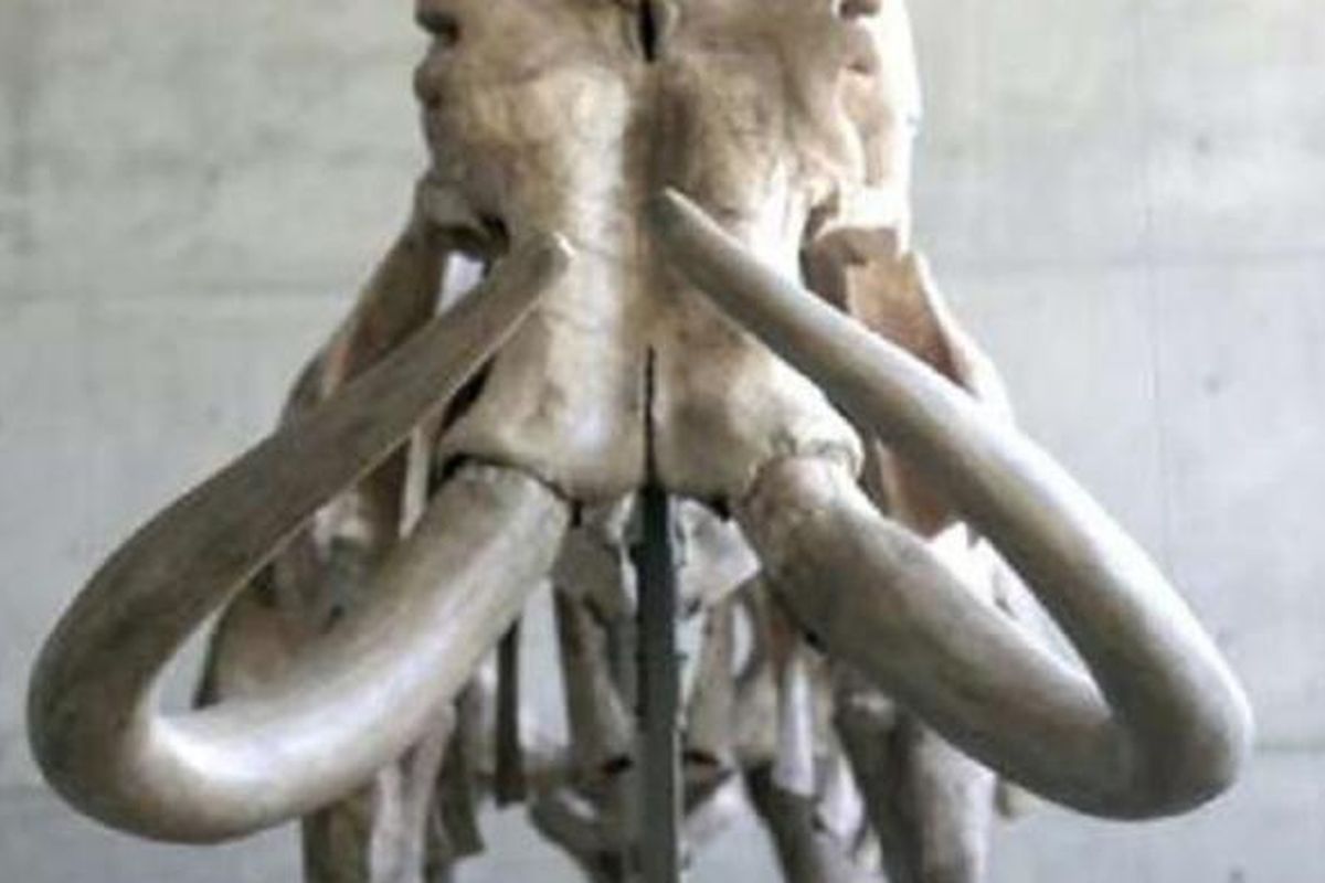 Fosil Mammoth yang ditemukan di Swiss.