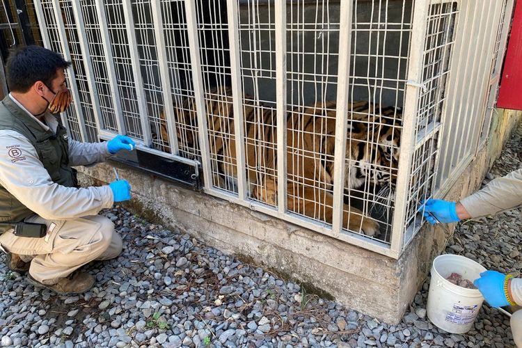 Uji coba vaksin Covid-19 pada hewan di Kebun Binatang Buin, Cile. Dokter hewan di Kebun Binatang Buin sedang menguji coba vaksin Covid-19 untuk disuntikkan kepada harimau. 