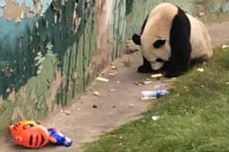 Foto seekor panda sedang makan sampah ini menjadi viral di China selama pekan lalu.