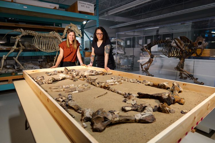 Marisa Gilbert (kiri) dan Dr. Danielle Fraser bersama fosil spesies badak baru Epiaceratherium itjilik yang dipajang di koleksi Canadian Museum of Nature. 