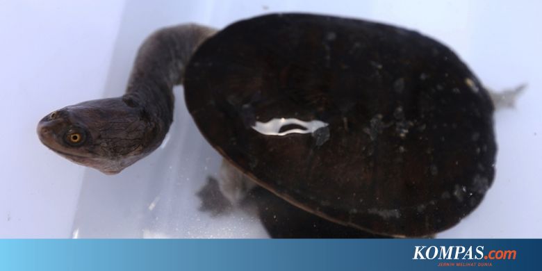 6 Fakta Kura Kura Leher Ular Punah Di Pulau Rote Akibat Perburuan