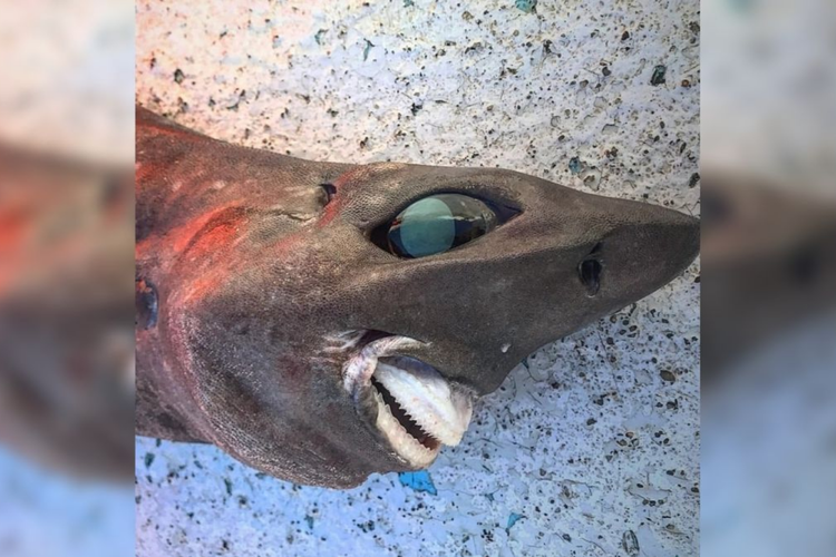 Seorang pemancing laut dalam baru-baru ini menangkap hiu misterius dengan mata melotot, kulit kasar, dan senyum mirip manusia yang menakutkan. 