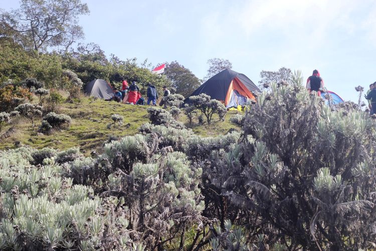 Hamparan bunga edelweis di sabana alun-alun Suryakencana Taman Nasional Gunung Gede Pangarango (TNGGP)