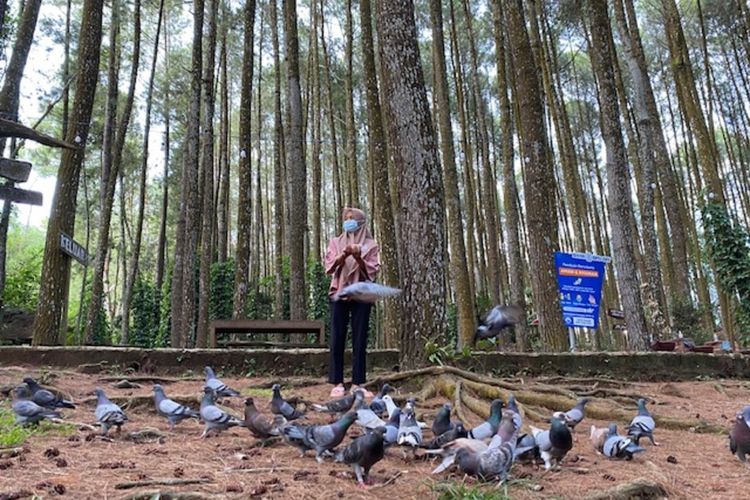 Kawasan Pinus Sari, Mangunan, Dlingo, Bantul