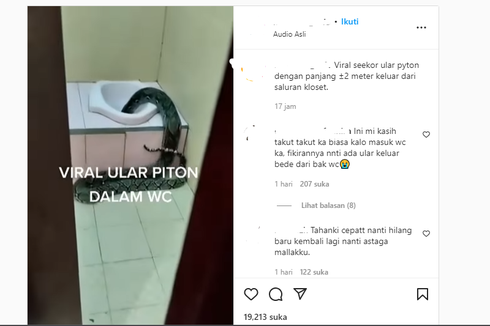 Video Viral Ular Piton Masuk WC Sekolah di Tarakan, Ini Kronologinya