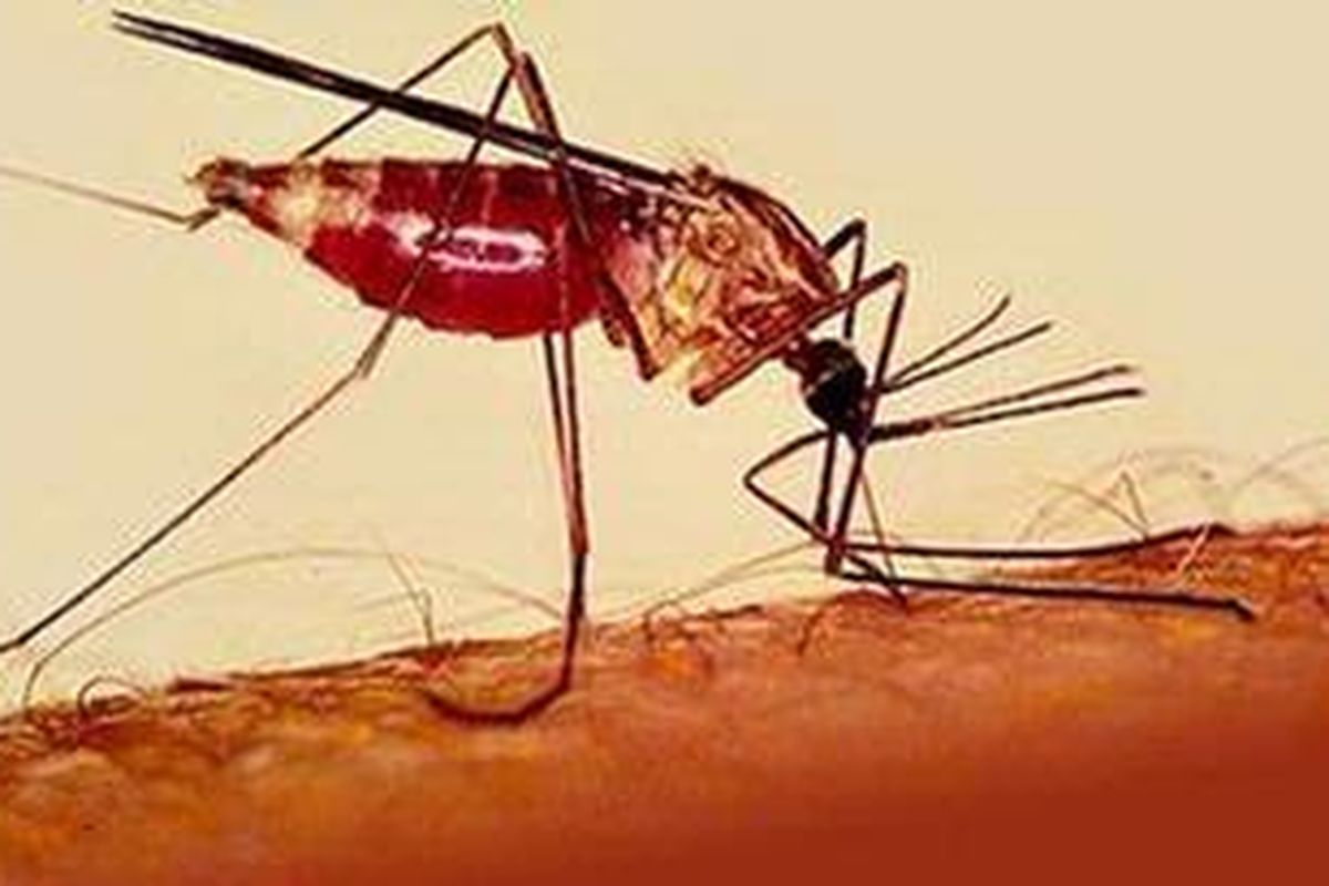 Nyamuk malaria.