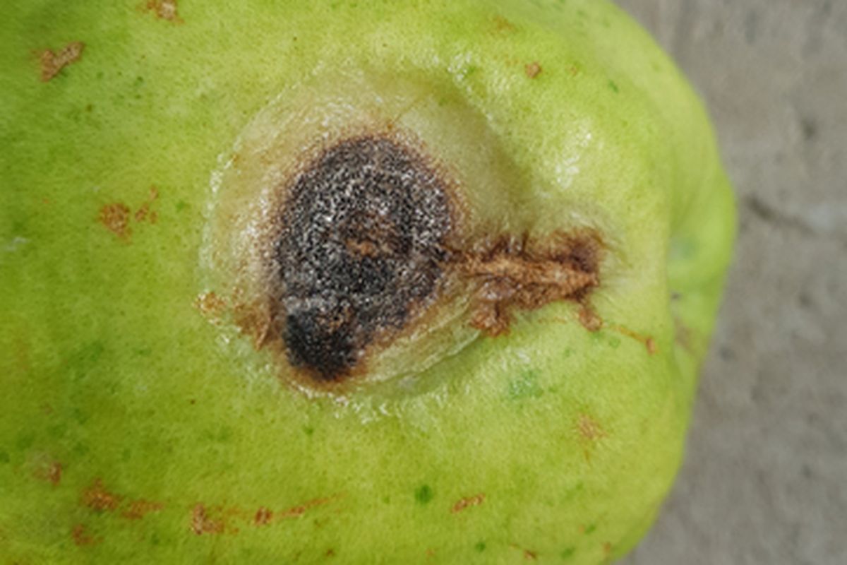 Gejala antraknosa pada jambu biji