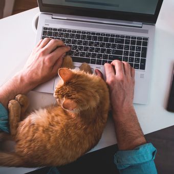 Ilustrasi kucing berada di laptop.