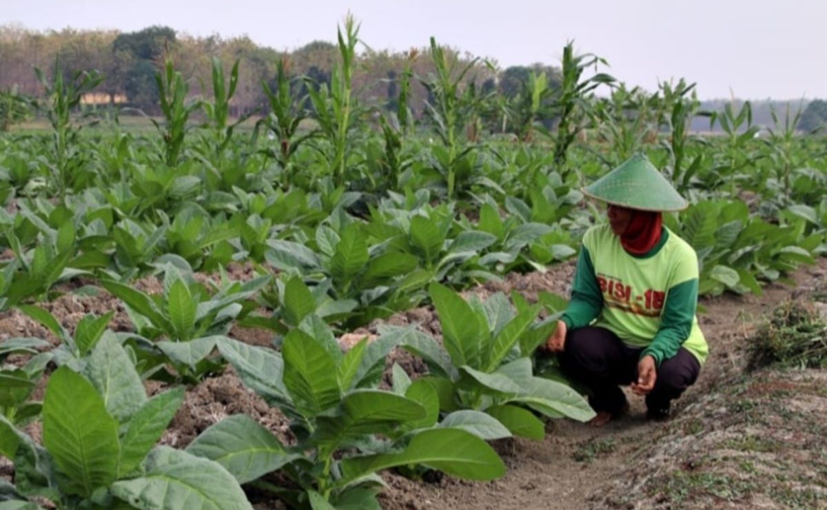 Asosiasi Sebut Arah Kebijakan Cukai Makin Menyulitkan Petani Tembakau