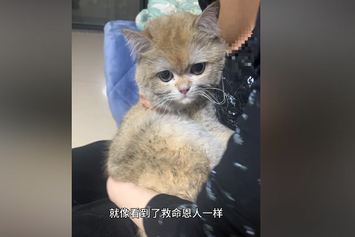 Kucing-di-China-Nyalakan-Kompor-dan-Picu-Kebakaran-Dipaksa-Kerja-untuk-Bayar-Kerugian