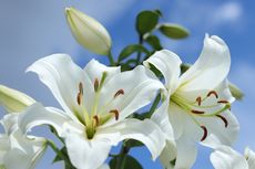 Mengenal Bunga Easter Lily, dari Sejarah, Jenis, hingga Waktu Mekar