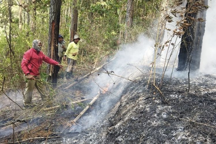 Hutan Pinus di Kota Batu Terbakar 1 Hektare, Diduga akibat Pembakaran Serasah