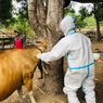Tercatat 1.236 Kasus PMK di Kabupaten Bima, 2 Sapi Dipotong Paksa