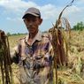 Curhat Petani Demak, Padi Siap Panen Terendam Banjir, Rugi Puluhan Juta