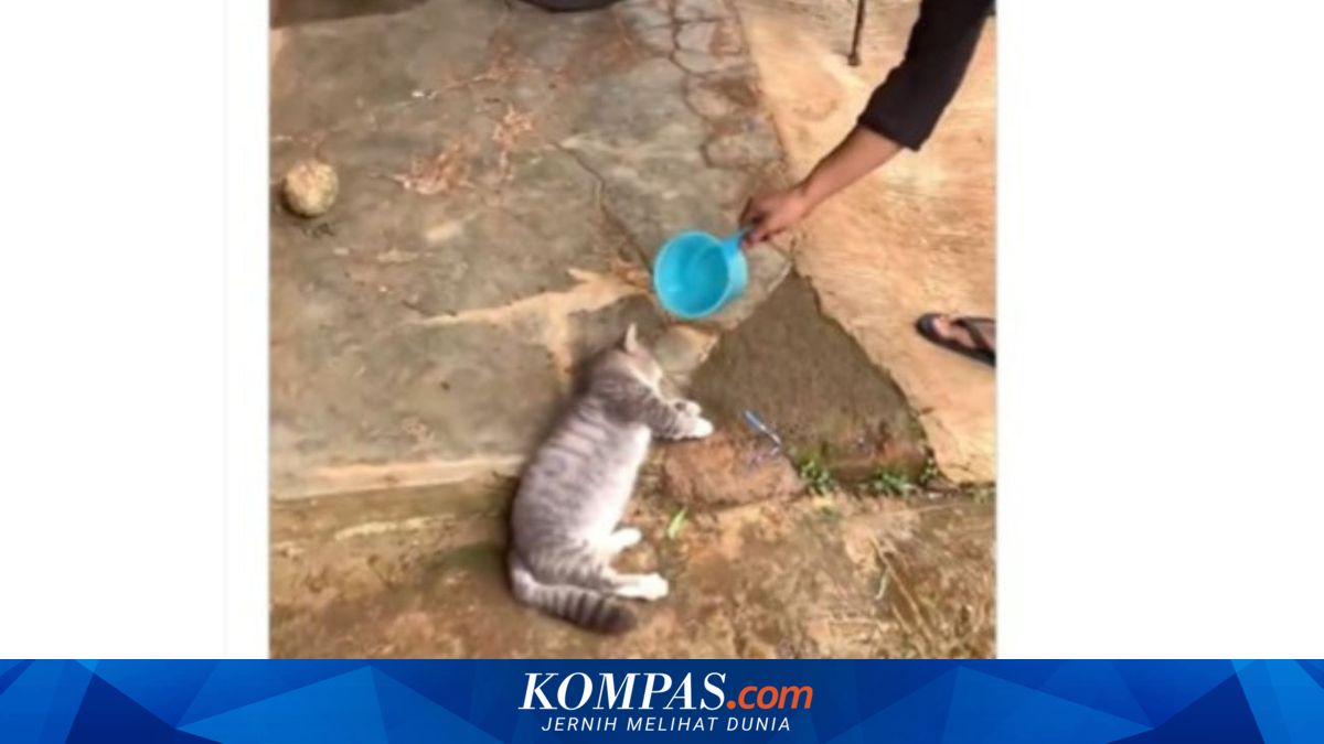 Pertolongan Pertama Kucing Kena Musibah dengan Disiram Air, Benarkah?