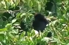 Penampakan Diduga Lutung Jawa Masuk Pekarangan Terekam Warga Demak, Makan Belimbing dan Dedaunan