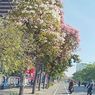 Masuk Awal September, Bunga Tabebuya Mulai Bermekaran, Kota Surabaya Serasa di Jepang
