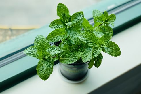 Cara Mudah Menanam Daun Mint, Bisa Usir Serangga Sampai Tikus