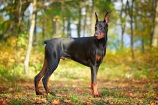 Kenapa Ekor Doberman Dipotong? Ini Sejarah dan Alasannya