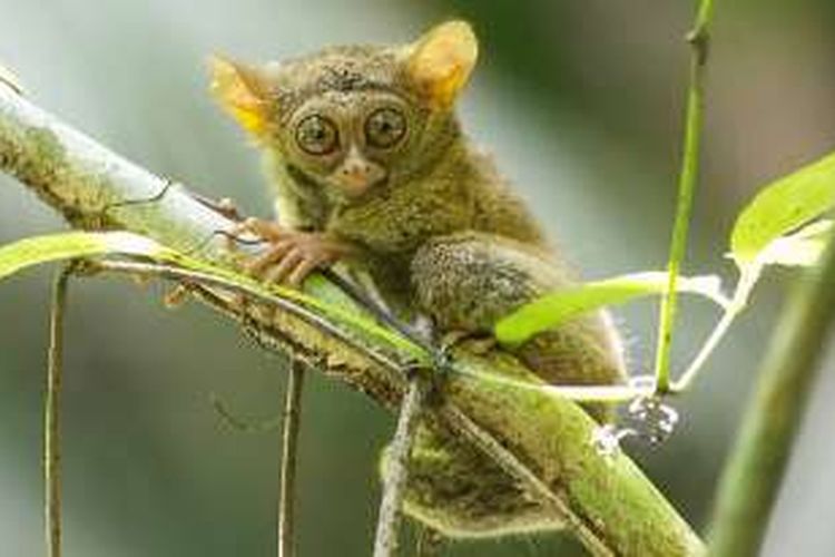 Tarsius tarsier, primata mungil banyak ditemukan di kawasan Taman Nasional Bogani Nani Wartabone. Primata ini aktif pada malam hari. Suaranya yang khas sering ditakuti masyarakat pada malam hari